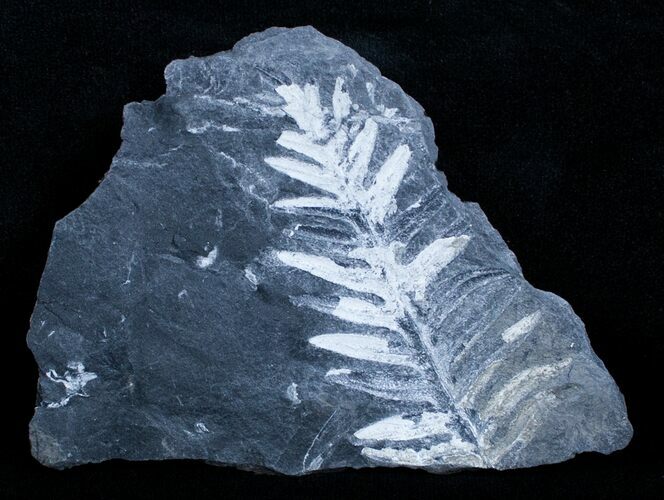Fossil Seed Fern Plate - Pennsylvania #3636